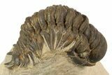Crotalocephalina Trilobite - Foum Zguid, Morocco #186740-3